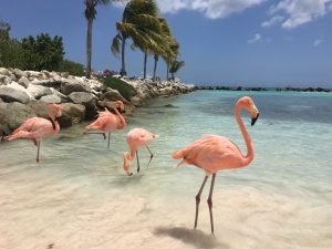 De beste hotels op Aruba