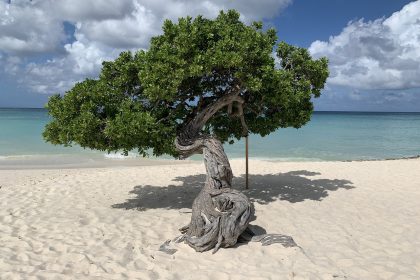 Fofoti Tree op Aruba