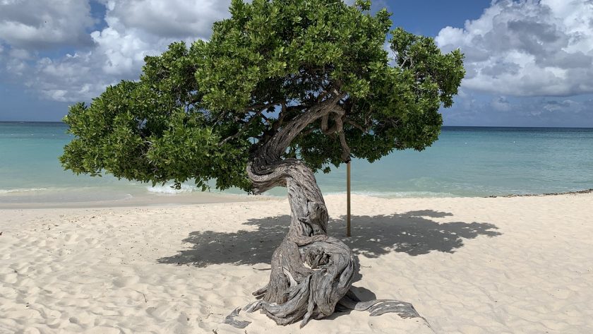 Fofoti Tree op Aruba